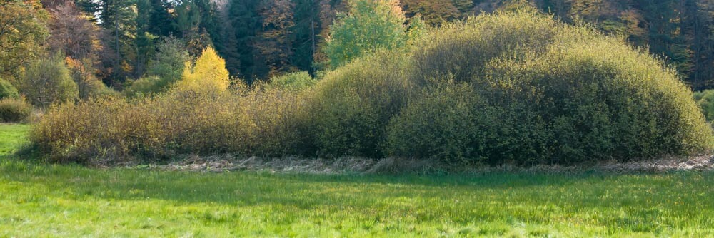 Büsche – Foto von Ralph Eckstein